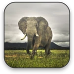 Logo of Elephant Video Wallpaper android Application 